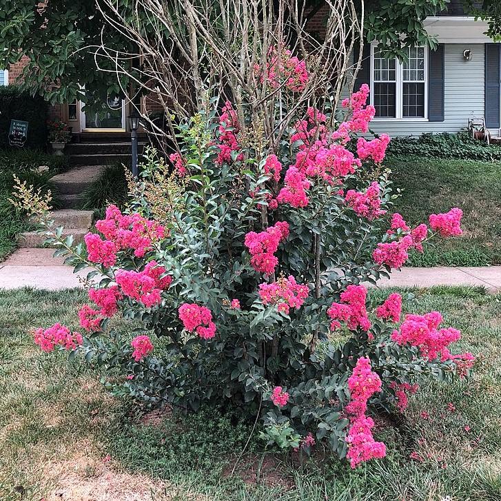 Lagerstroemia indica 'Strawberry Dazzle' ~ Strawberry Dazzle Crape Myrtle-ServeScape