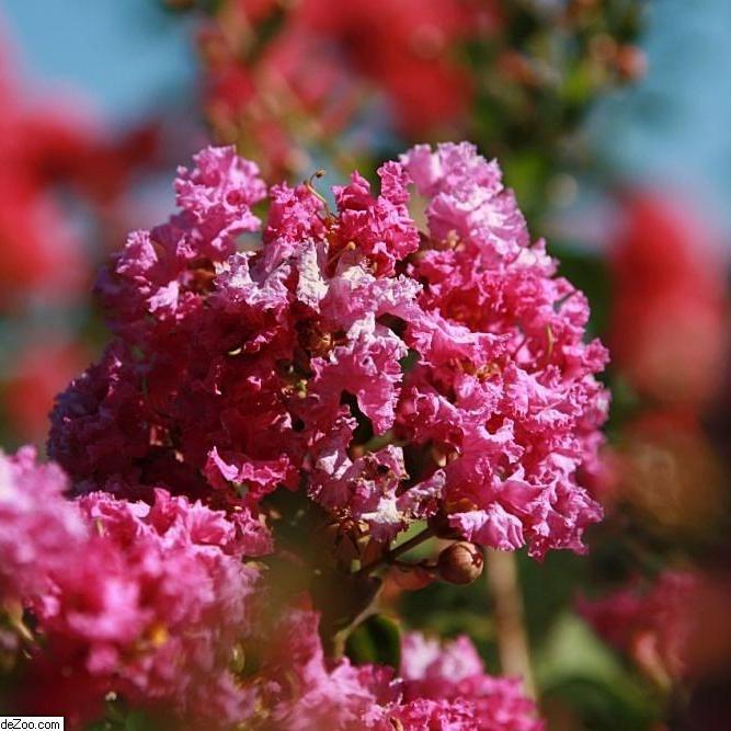 Lagerstroemia indica 'Twilight Purple' ~ Twilight Purple Crape Myrtle - Delivered By ServeScape