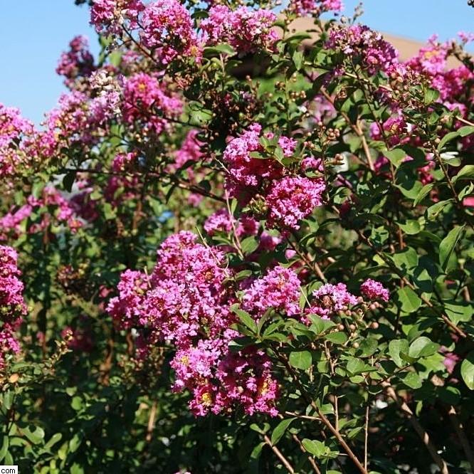 Lagerstroemia indica 'Twilight' ~ Twilight Crape Myrtle-ServeScape