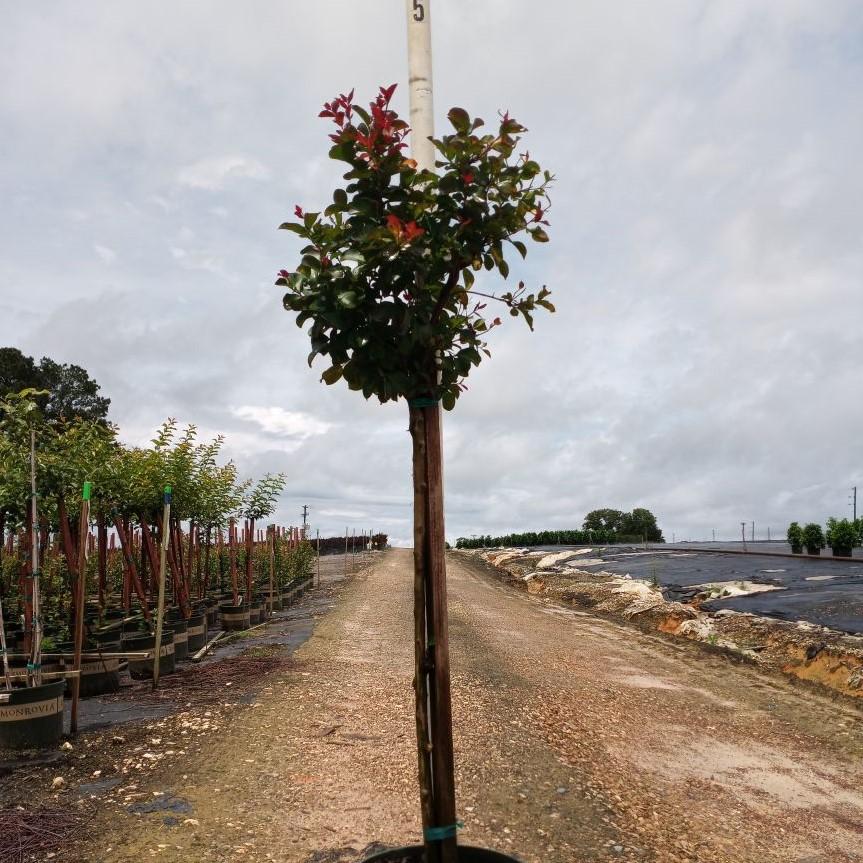 Lagerstroemia indica 'Whit II'' PP0296 ~ Dynamite® Crape Myrtle-ServeScape