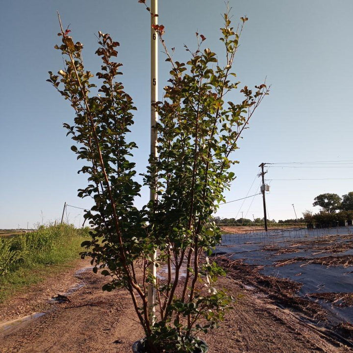 Lagerstroemia indica 'Whit II'' PP0296 ~ Dynamite® Crape Myrtle-ServeScape