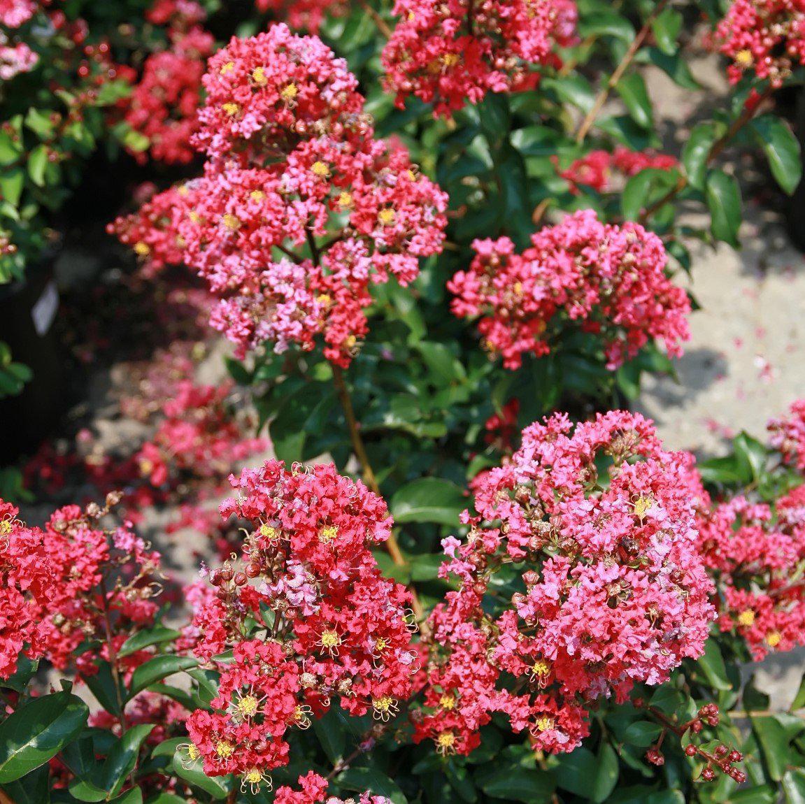 Lagerstroemia indica x fauieri 'Arapaho' ~ Arapaho Crape Myrtle-ServeScape