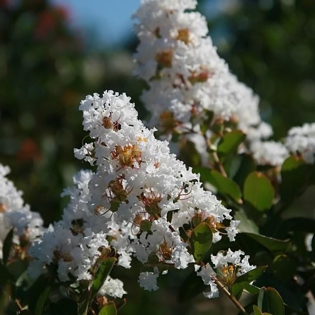 Lagerstroemia indica x fauriei 'Acoma' ~ Acoma Crape Myrtle-ServeScape