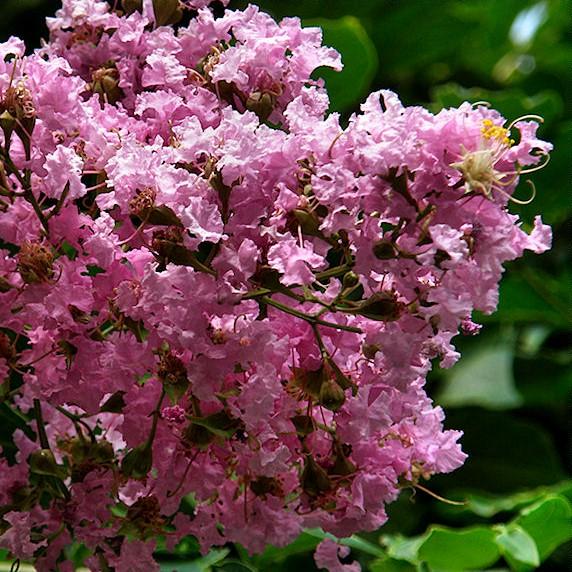 Lagerstroemia indica x fauriei 'Muskogee' ~ Muskogee Crape Myrtle-ServeScape