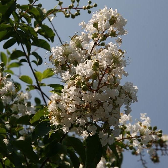 Lagerstroemia indica x fauriei 'Natchez' ~ Natchez Crape Myrtle-ServeScape