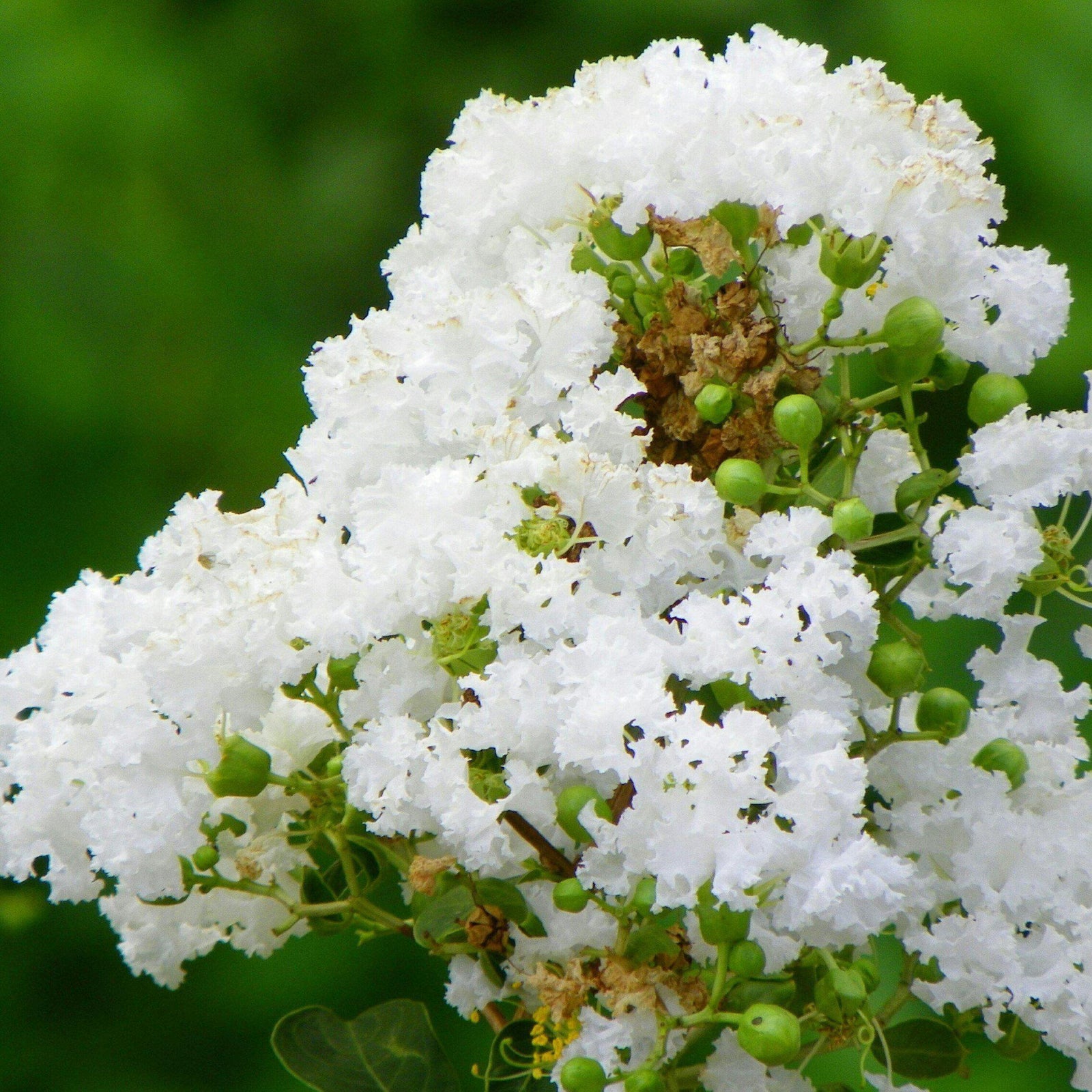 Lagerstroemia indica x fauriei 'Natchez' ~ Natchez Crape Myrtle - Delivered By ServeScape