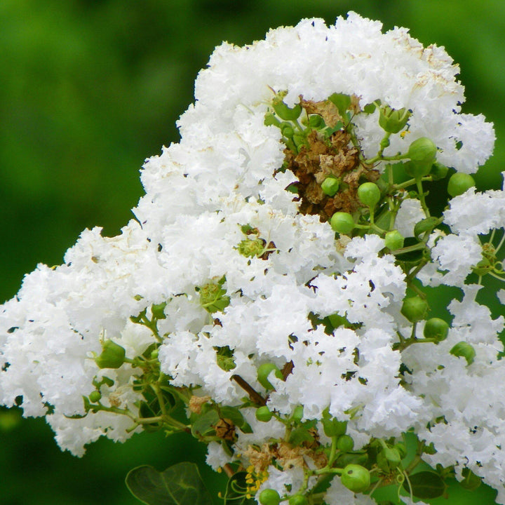 Lagerstroemia indica x fauriei 'Natchez' ~ Natchez Crape Myrtle - Delivered By ServeScape