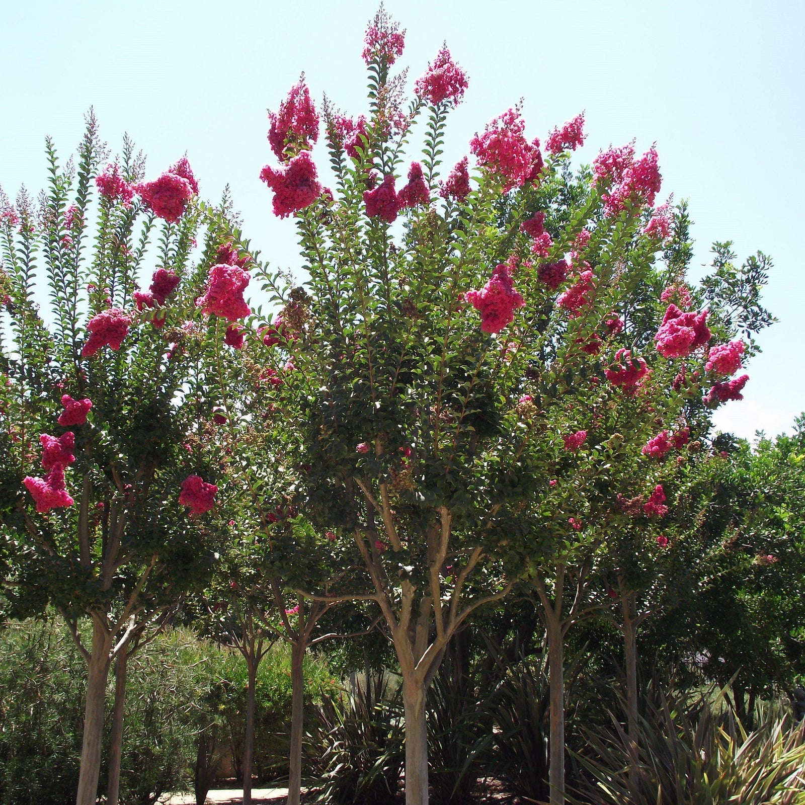 Lagerstroemia indica x fauriei 'Tuscarora' ~ Tuscarora Crape Myrtle - Delivered By ServeScape