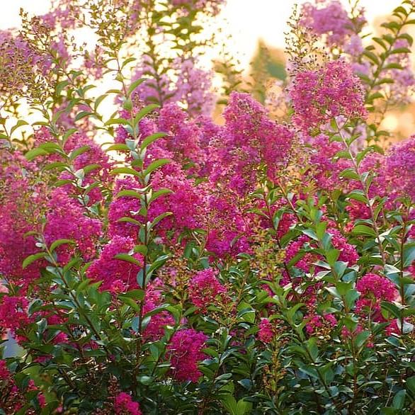 Lagerstroemia x 'GA 0804' ~ Princess Lyla™ Crape Myrtle - Delivered By ServeScape