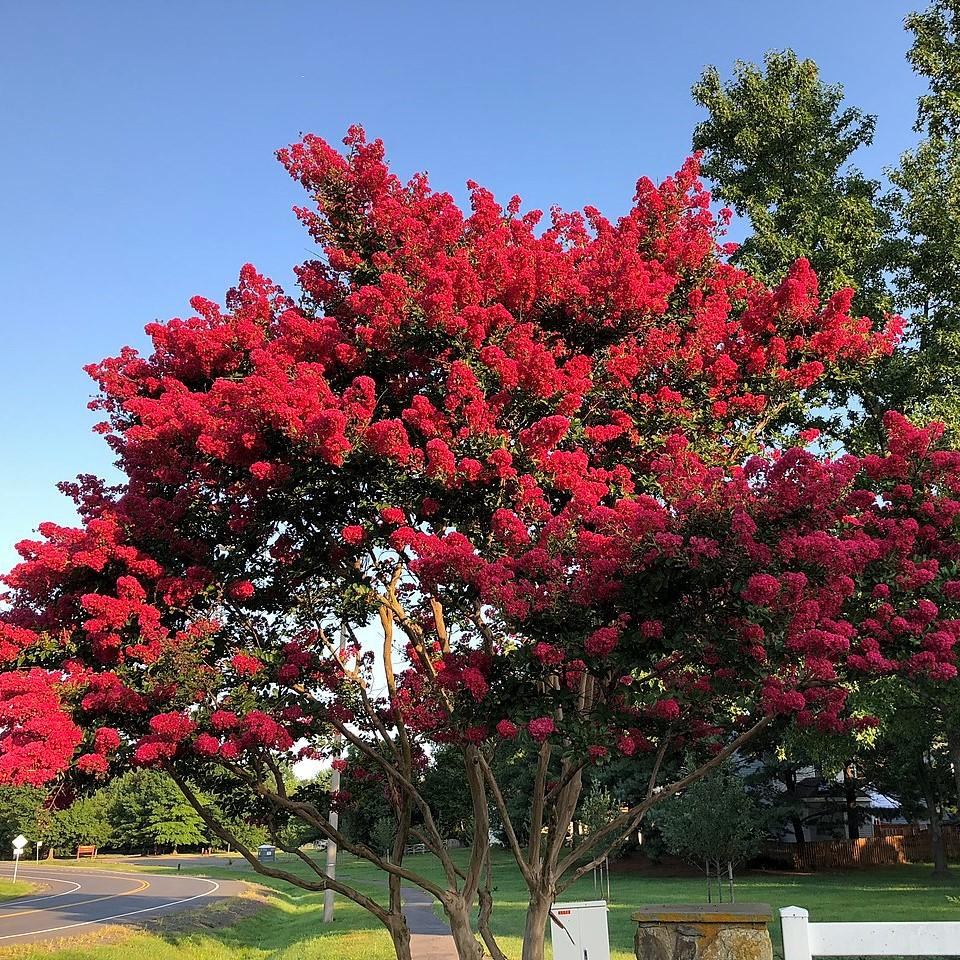 Lagerstroemia x 'JM1' ~ Colorama™ Scarlet Crape Myrtle-ServeScape