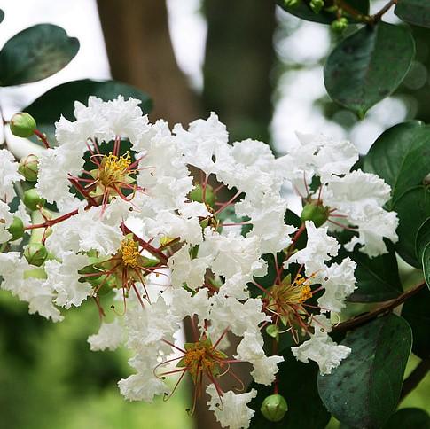 Lagerstroemia x 'JM4' ~ Thunderstruck™ White Lightning™ Crape Myrtle-ServeScape