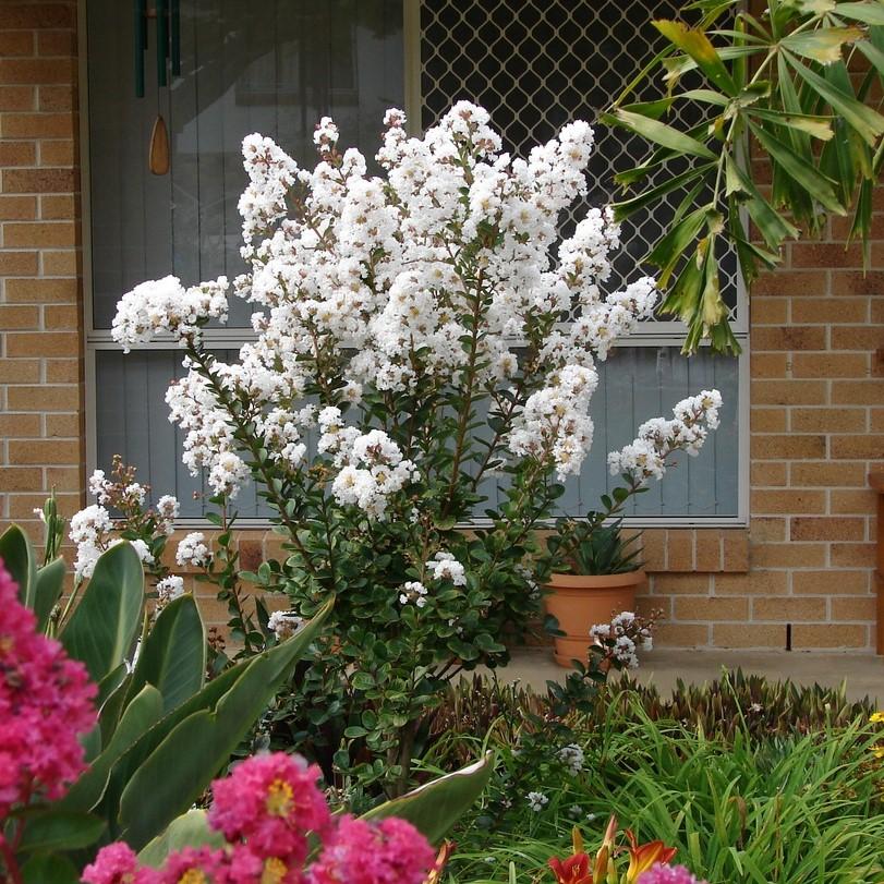 Lagerstroemia x 'JM4' ~ Thunderstruck™ White Lightning™ Crape Myrtle-ServeScape