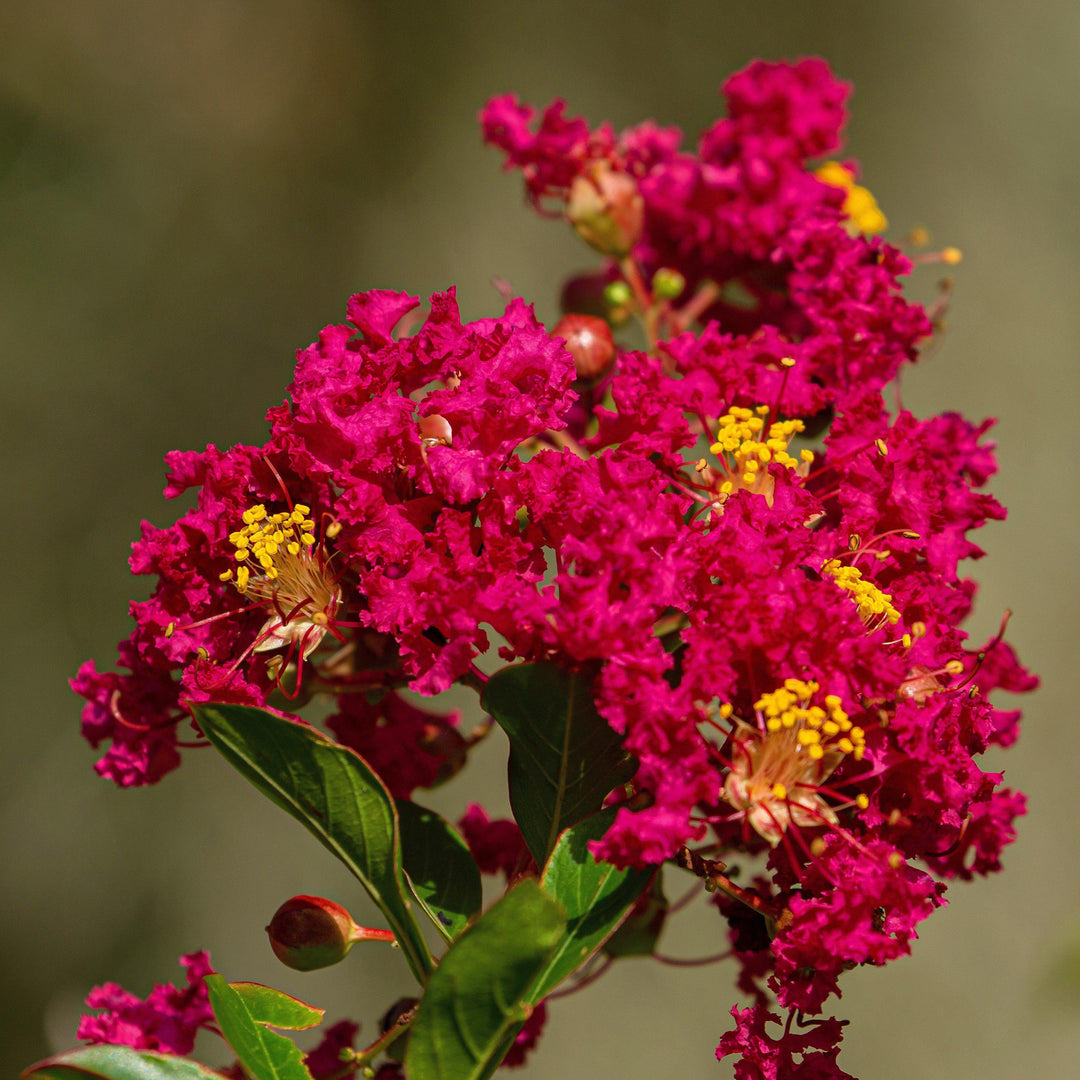 Lagerstroemia x 'PIILAG B5' PP25476 ~ Enduring Summer™ Red Crape Myrtle - Delivered By ServeScape