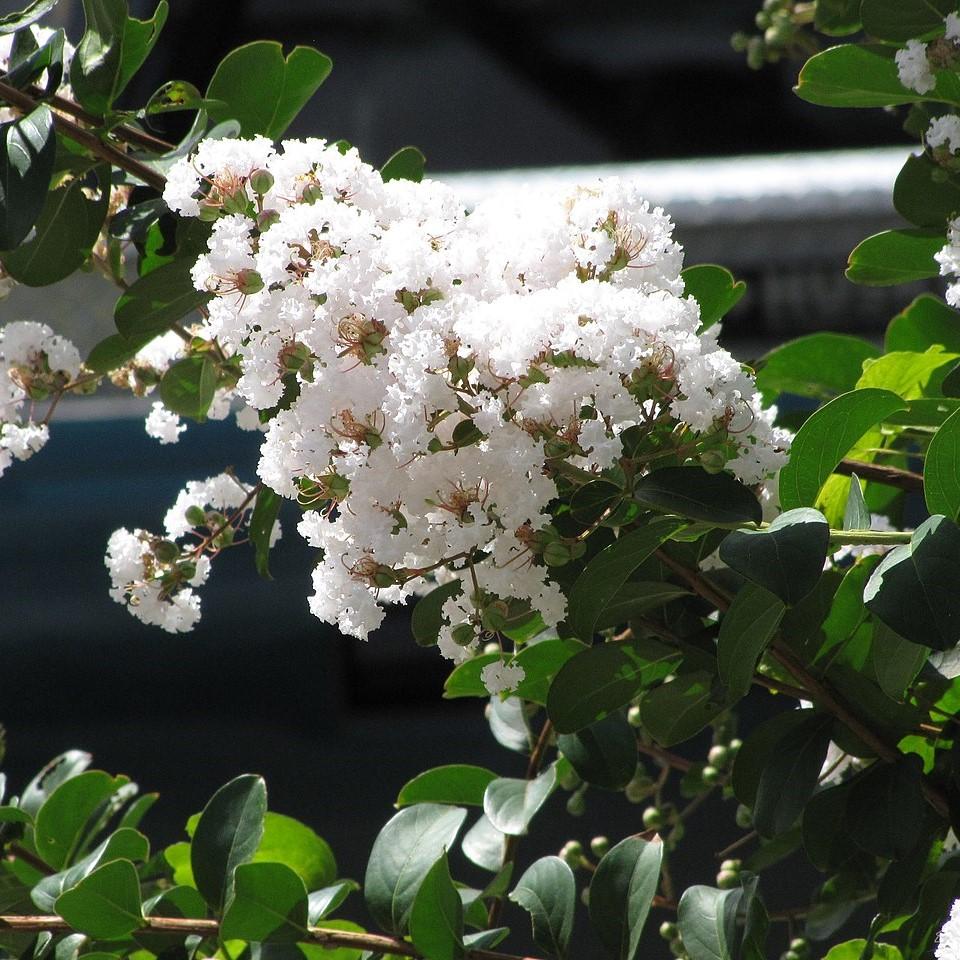 Lagerstroemia x 'Sarah's Favorite' ~ Sarah's Favorite Crape Myrtle-ServeScape