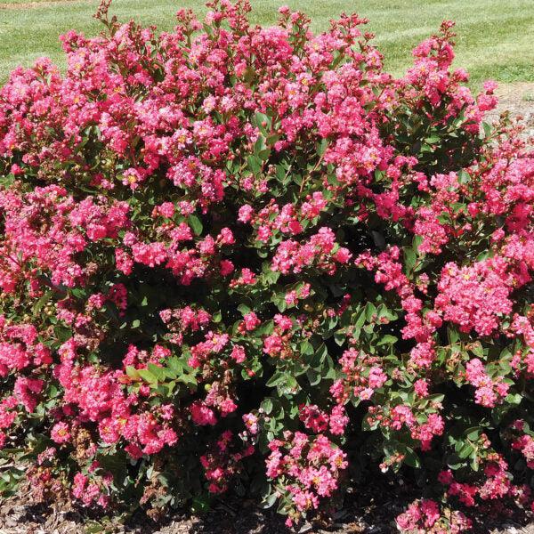 Lagerstroemia indica 'Conlagras' PP #29,006 ~ Bellini® Raspberry Crape Myrtle-ServeScape
