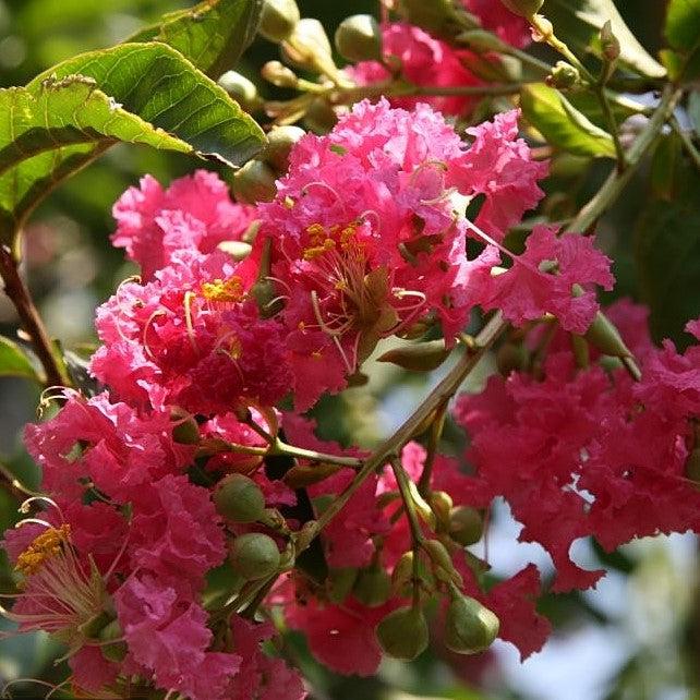Lagerstroemia indica x fauriei 'Tuskegee' ~ Tuskegee Crape Myrtle-ServeScape
