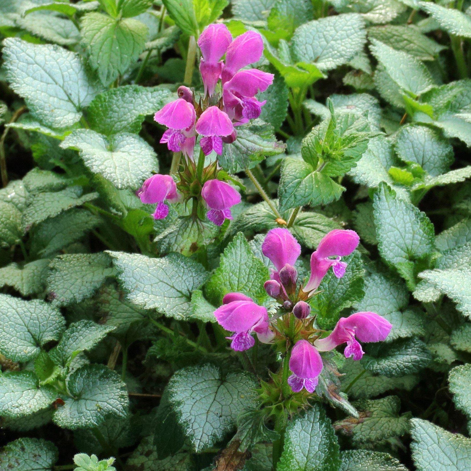 Lamium maculatum 'Beacon Silver' ~ Beacon Silver Deadnettle-ServeScape