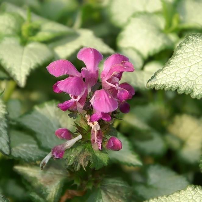 Lamium maculatum 'Purple Dragon' ~ Purple Dragon Deadnettle-ServeScape