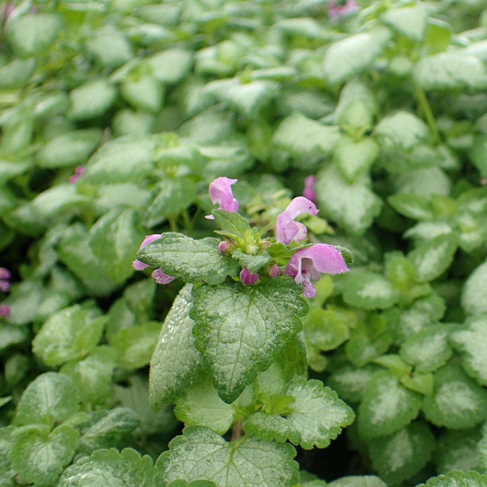 Lamium maculatum 'Red Nancy' ~ Red Nancy Spotted Deadnettle-ServeScape
