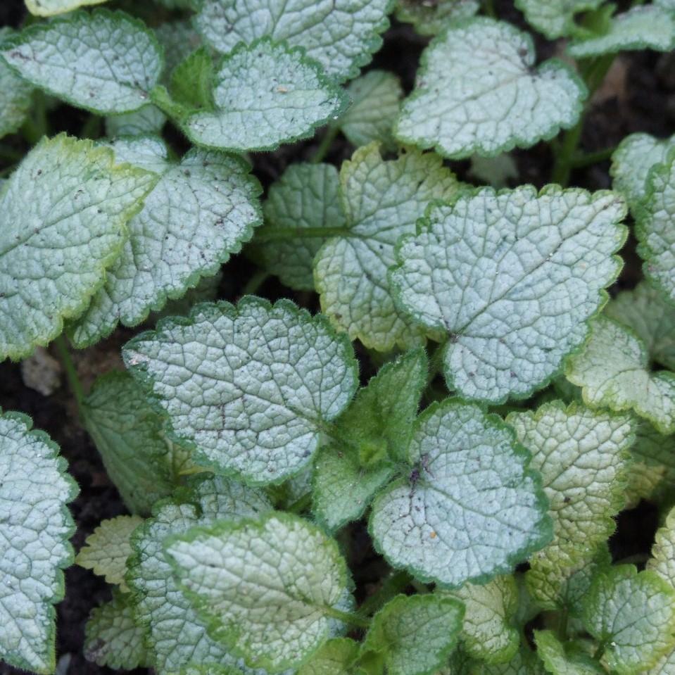 Lamium maculatum 'White Nancy' ~ White Nancy Spotted Deadnettle-ServeScape