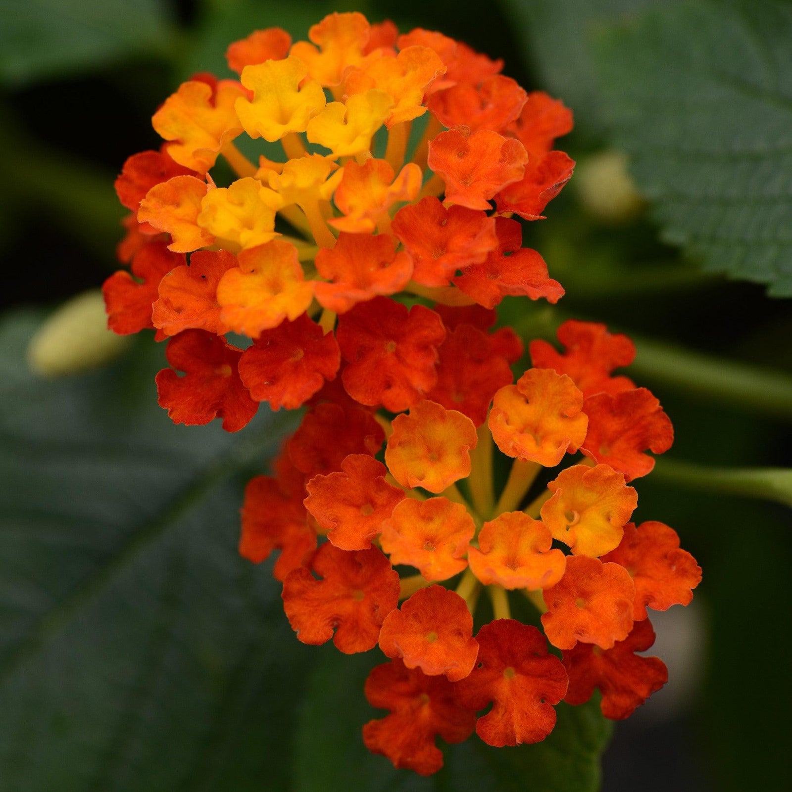 Lantana camara 'Balandred' ~ Landmark™ Red Lantana-ServeScape