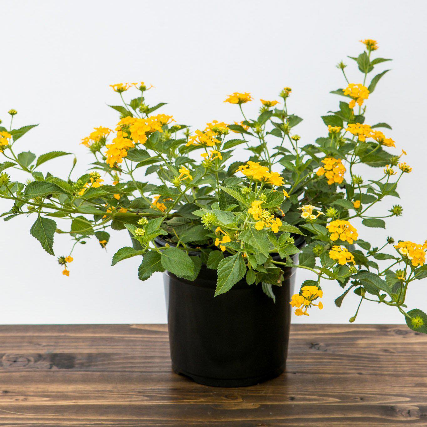 Lantana 'Chapel Hill Gold' PP21539 ~ Chapel Hill Gold Lantana