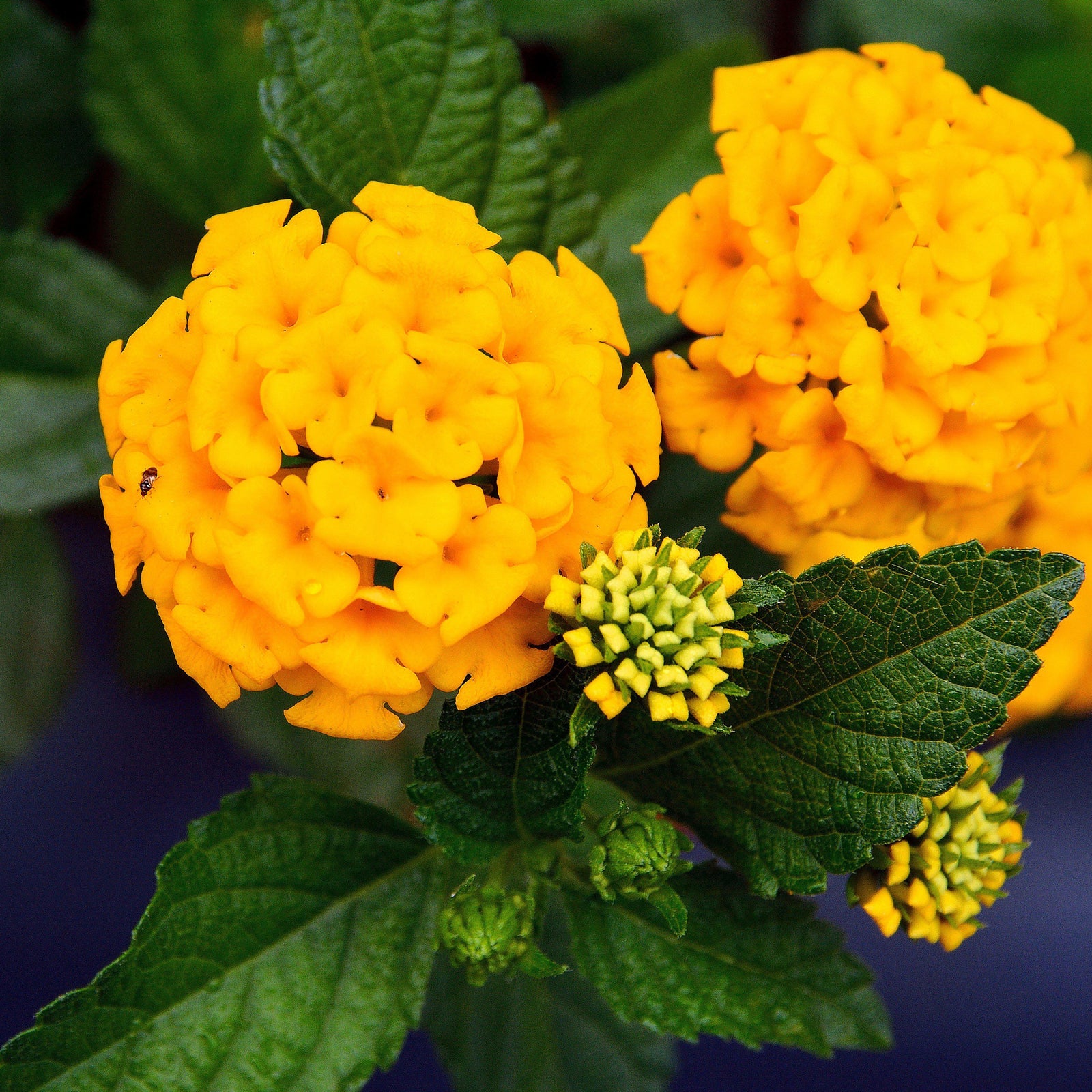 Lantana 'Chapel Hill Yellow' ~ Chapel Hill Yellow Lantana - Delivered By ServeScape