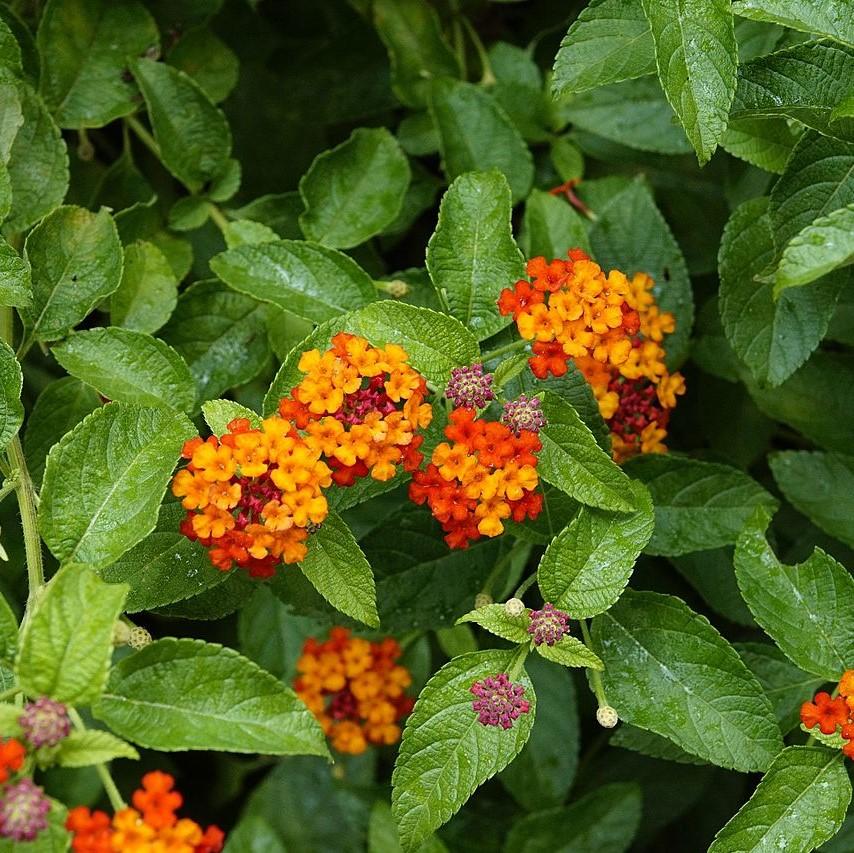 Lantana camara 'Balluced' ~ Little Lucky™ Red Lantana-ServeScape