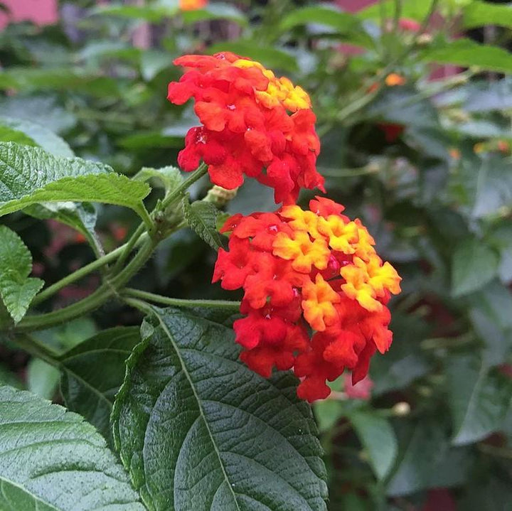 Lantana camara 'Balluced' ~ Little Lucky™ Red Lantana-ServeScape
