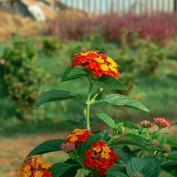 Lantana camara 'Balluced' ~ Little Lucky™ Red Lantana-ServeScape
