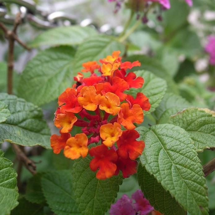 Lantana camara 'Balluced' ~ Little Lucky™ Red Lantana-ServeScape