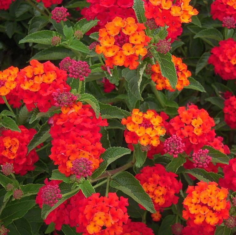 Lantana camara 'Balluced' ~ Little Lucky™ Red Lantana-ServeScape