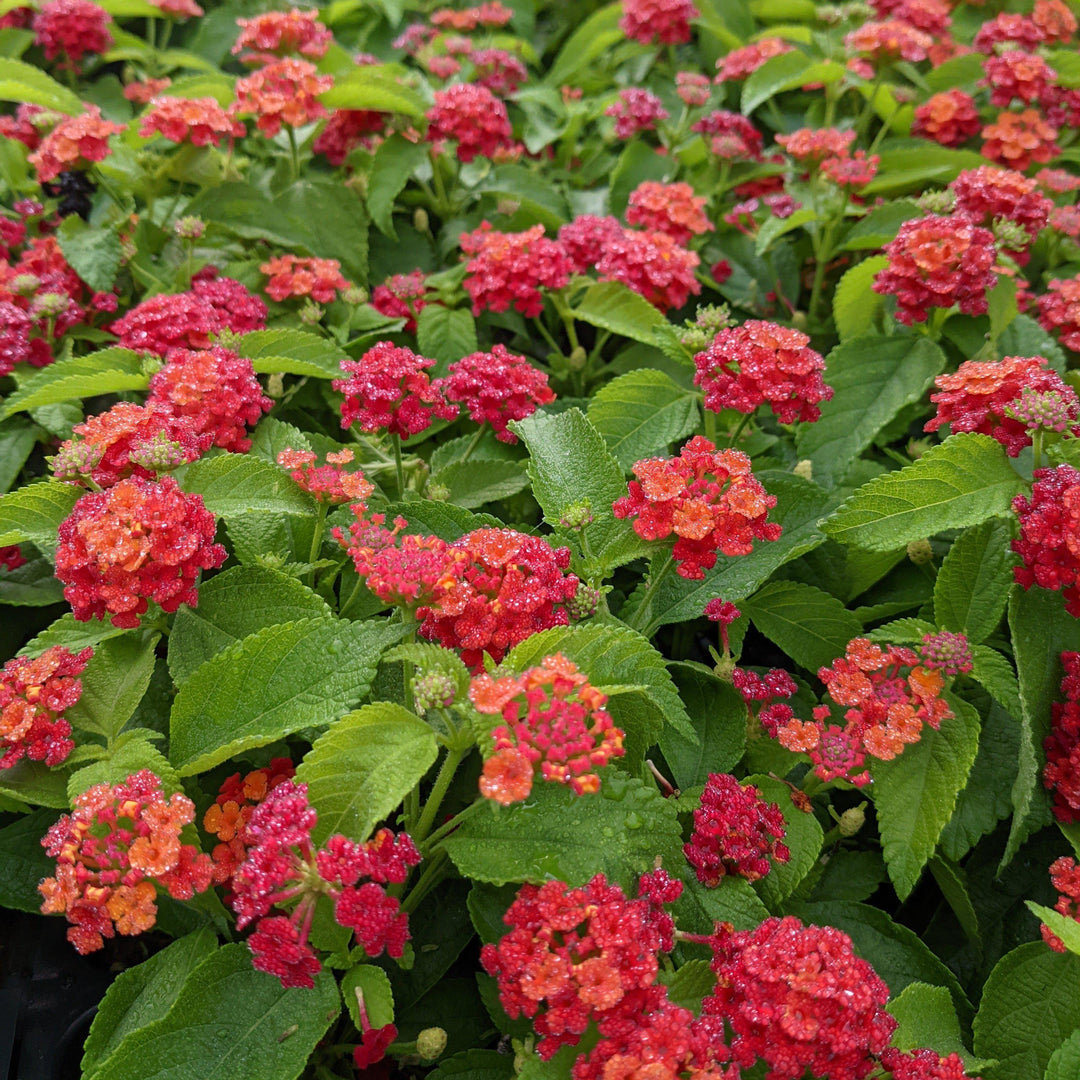Lantana camara 'Balluced' ~ Little Lucky™ Red Lantana-ServeScape