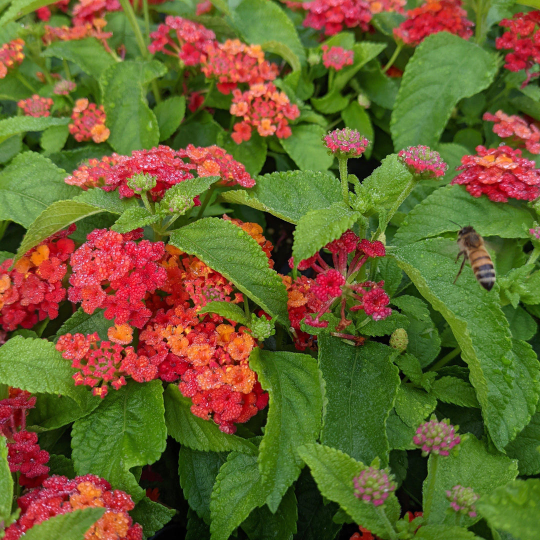 Lantana camara 'Balluced' ~ Little Lucky™ Red Lantana-ServeScape