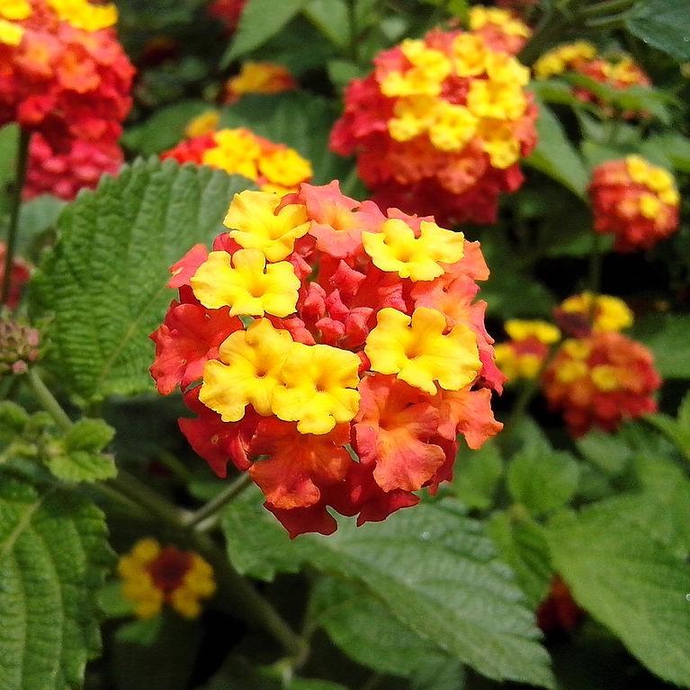 Lantana camara 'Balluced' ~ Little Lucky™ Red Lantana-ServeScape