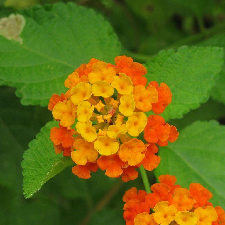 Lantana camara 'Ballucor' ~ Little Lucky™ Orange Lantana-ServeScape