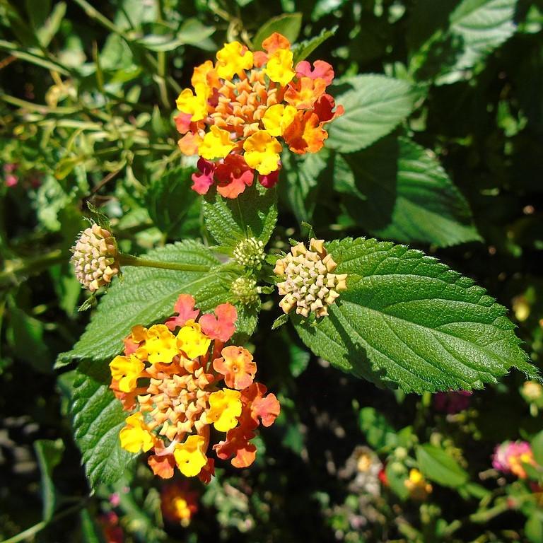 Lantana camara 'Ballucor' ~ Little Lucky™ Orange Lantana-ServeScape