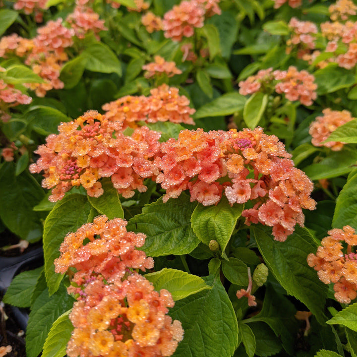 Lantana camara 'Ballucor' ~ Little Lucky™ Orange Lantana-ServeScape