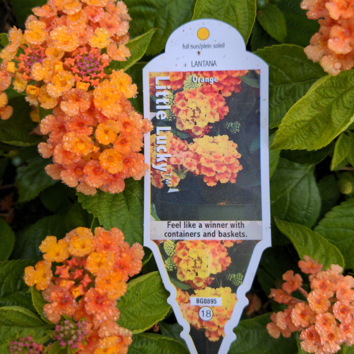 Lantana camara 'Ballucor' ~ Little Lucky™ Orange Lantana-ServeScape