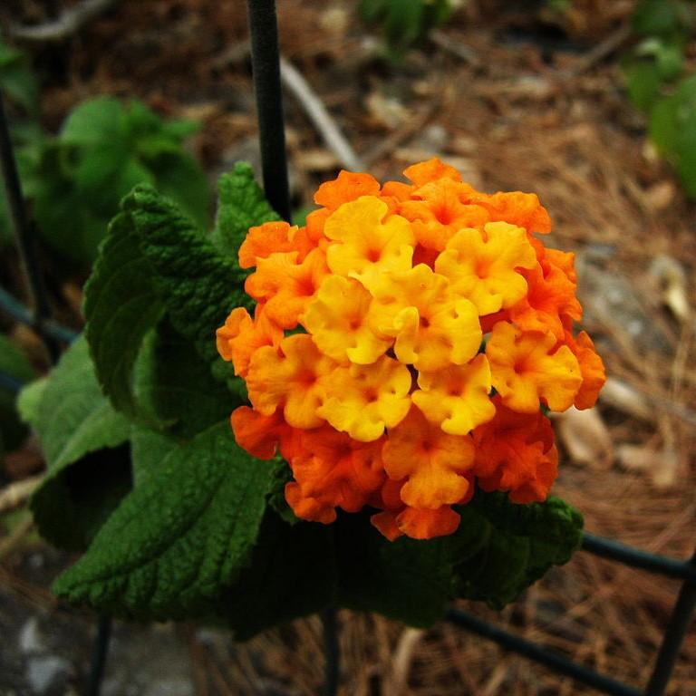 Lantana camara 'Ballucor' ~ Little Lucky™ Orange Lantana-ServeScape