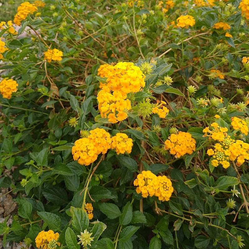 Lantana camara 'Balucgold' ~ Little Lucky™ Pot Of Gold Lantana-ServeScape