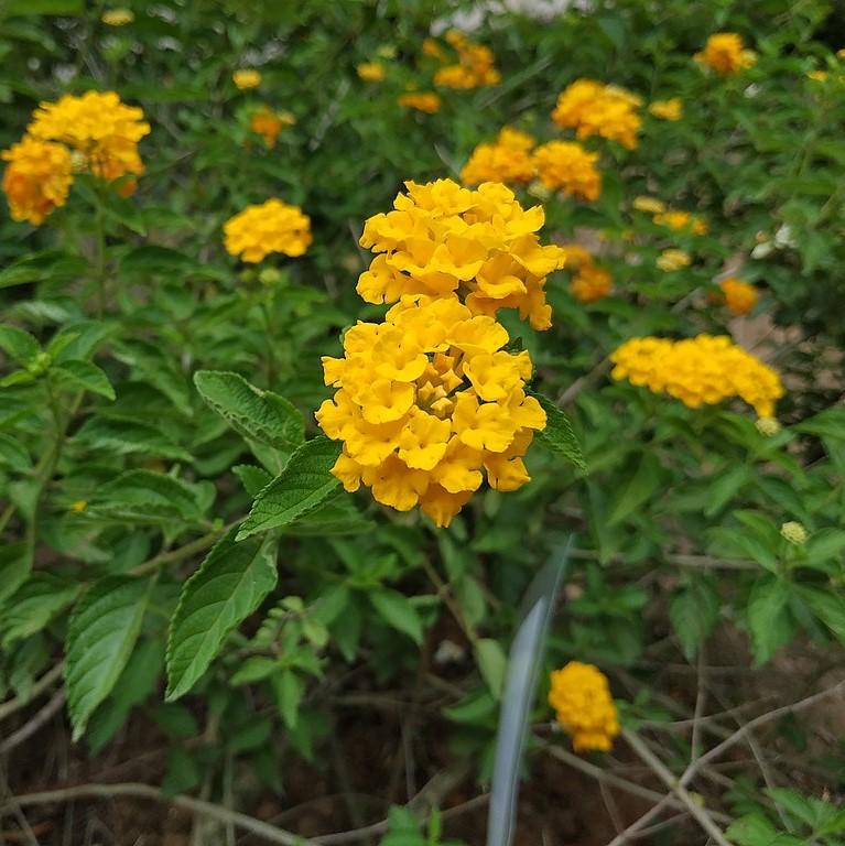 Lantana camara 'Balucgold' ~ Little Lucky™ Pot Of Gold Lantana-ServeScape