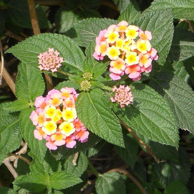 Lantana camara 'Baluclav' ~ Lucky™ Lavender Lantana-ServeScape