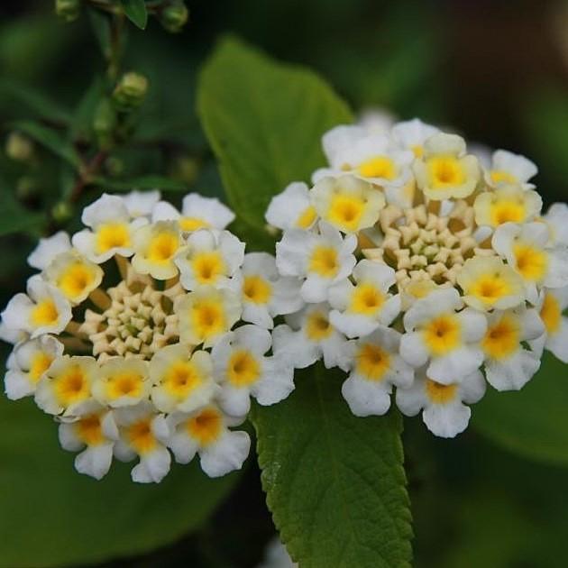 Lantana camara 'Balucwite' ~ Lucky™ White Lantana-ServeScape