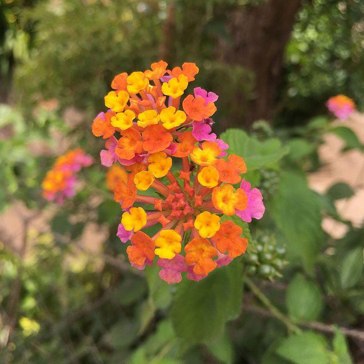 Lantana camara 'Flortanapi' ~ Little Lucky™ Hot Pink Lantana-ServeScape