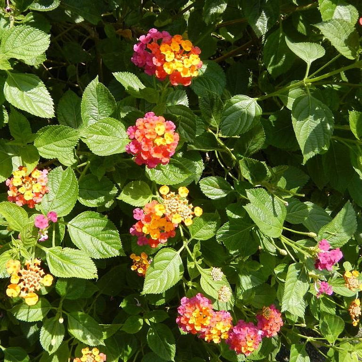 Lantana camara 'Flortanapi' ~ Little Lucky™ Hot Pink Lantana-ServeScape