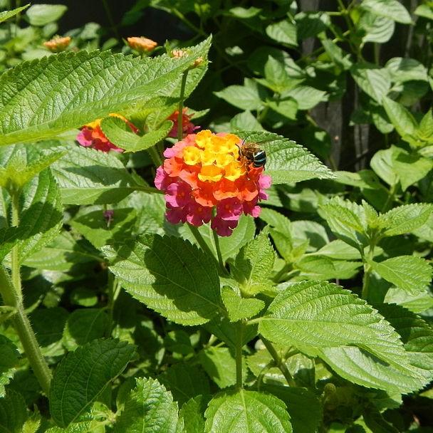 Lantana camara 'Flortanapi' ~ Little Lucky™ Hot Pink Lantana-ServeScape