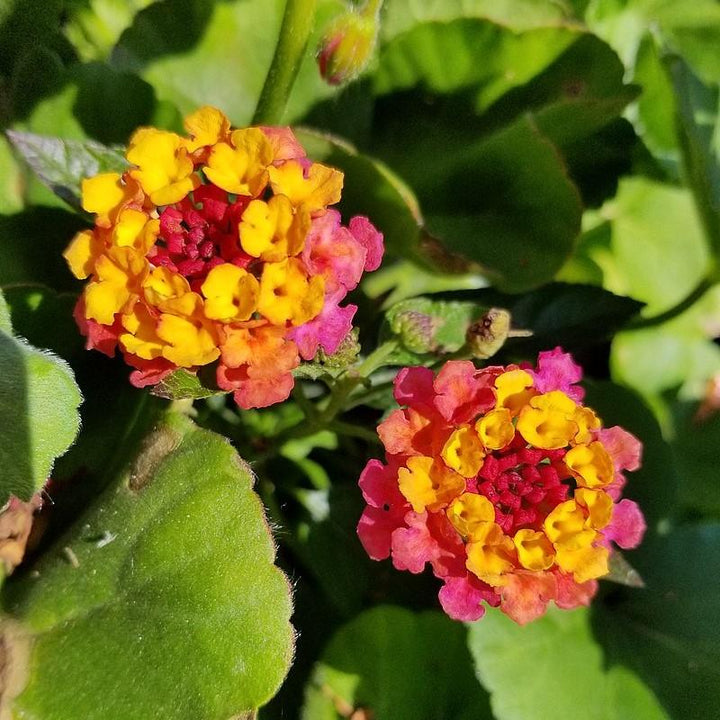 Lantana camara 'Flortanapi' ~ Little Lucky™ Hot Pink Lantana-ServeScape