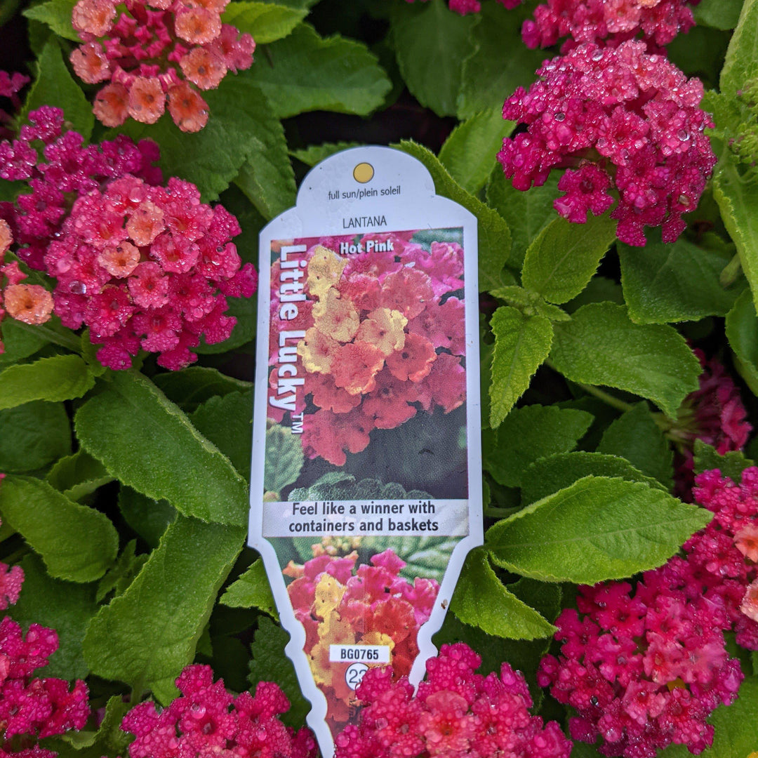 Lantana camara 'Flortanapi' ~ Little Lucky™ Hot Pink Lantana-ServeScape