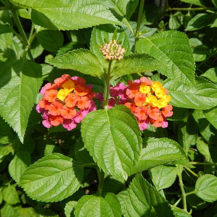 Lantana camara 'Flortanapi' ~ Little Lucky™ Hot Pink Lantana-ServeScape